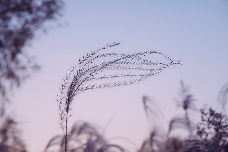 人是一棵会思想的芦苇